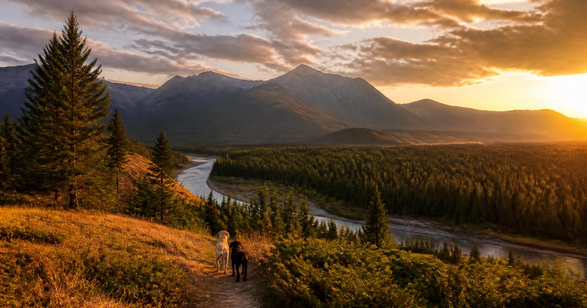 Two dogs on a trail overlooking a Montana river valley at sunset
